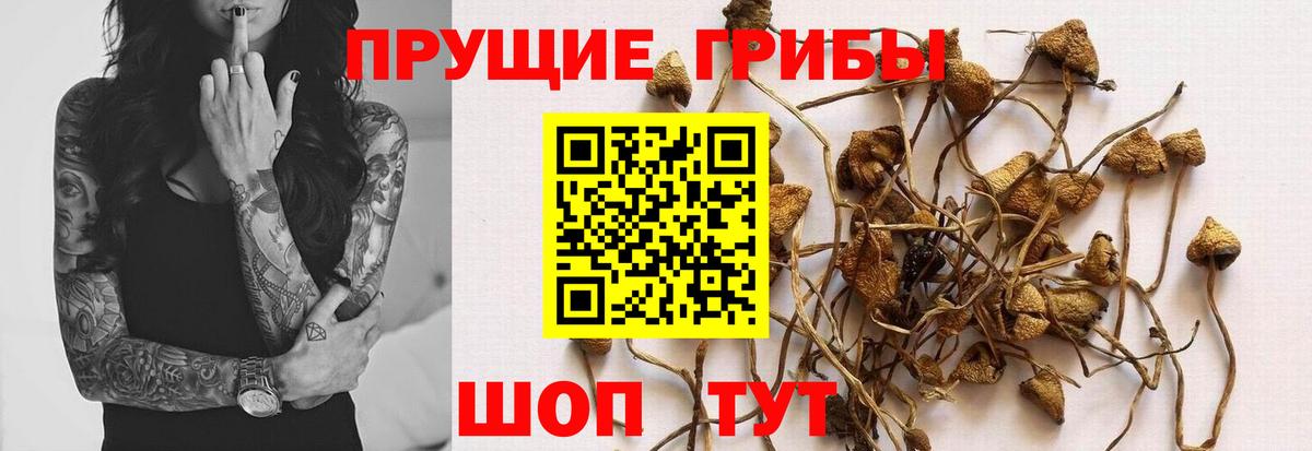 Москва  Галлюциногенные грибы мицелий  Галлюциногенные грибы прущие грибы  дарнет шоп  Вход с VPN 